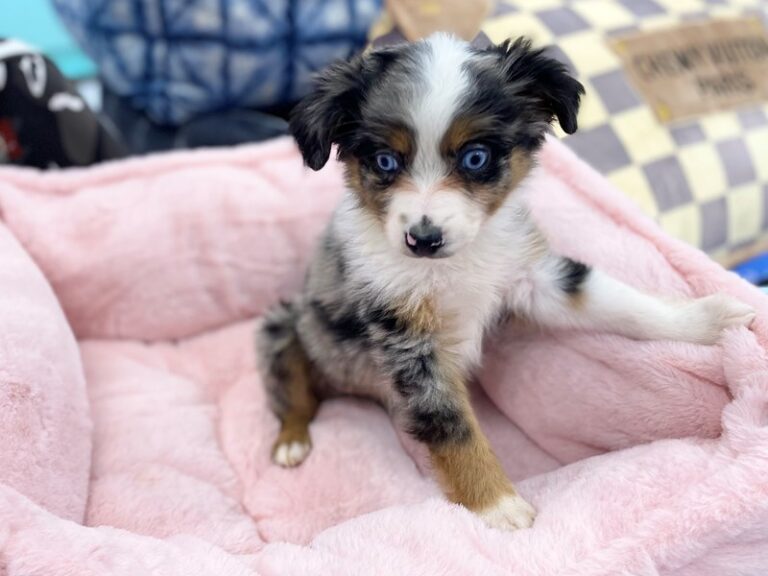 Paisley - Mini Australian Shepherd