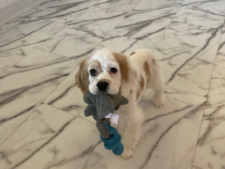 Avery - Cocker Spaniel