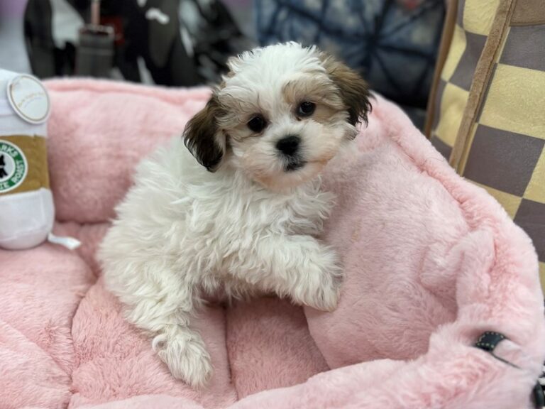 Abby - Teddy Bear