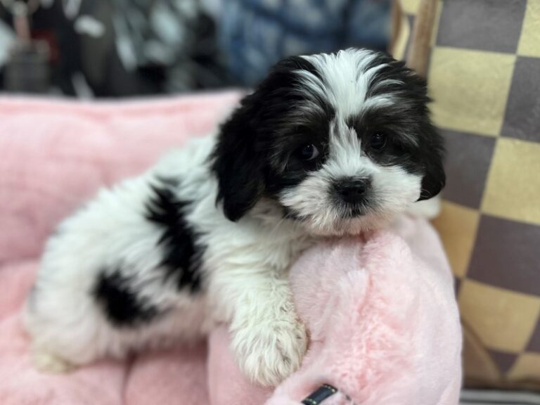 Penelope - Malti Tzu