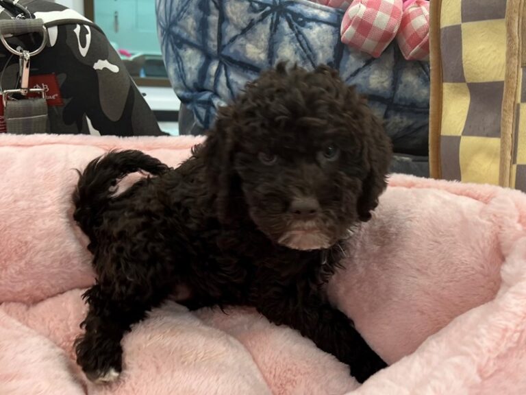 Lara - Labradoodle Mini 2nd Gen
