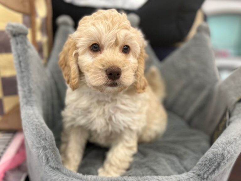 Hugo - Labradoodle Mini 2nd Gen
