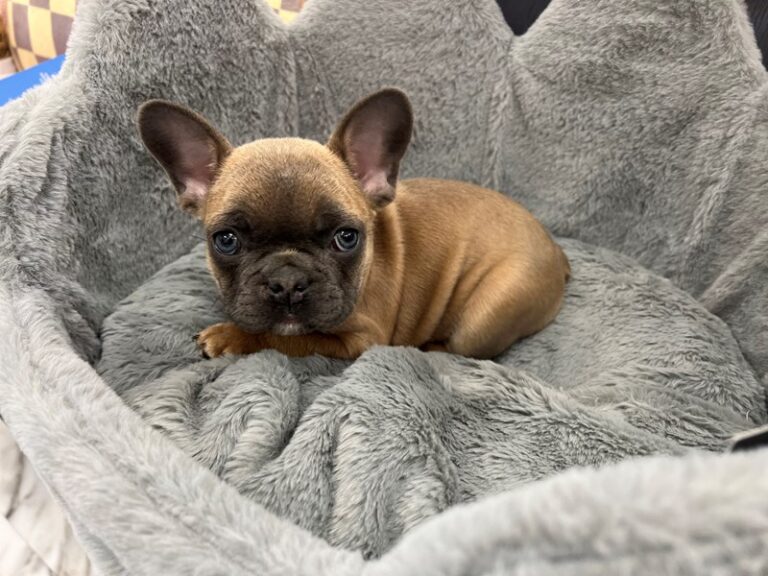 Yoshi - French Bulldog