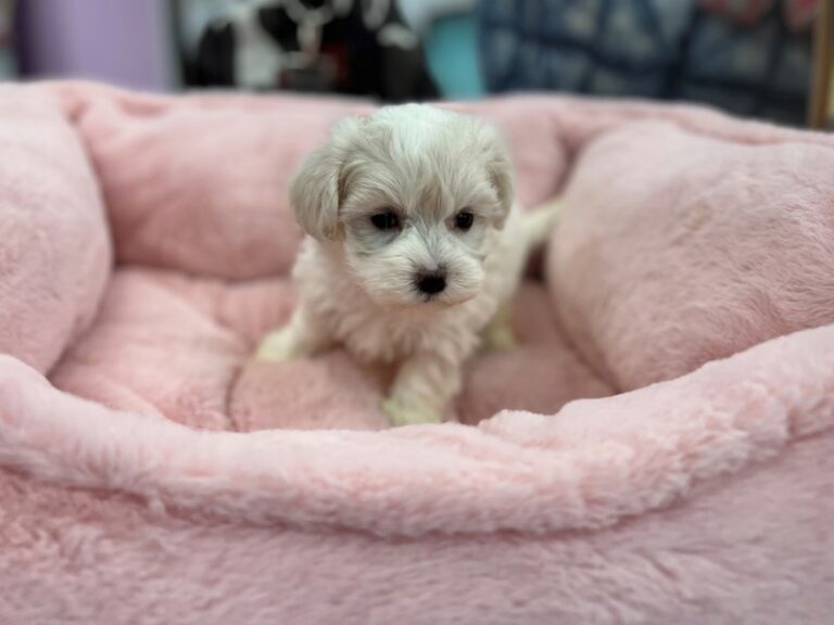 Wendy - Maltese