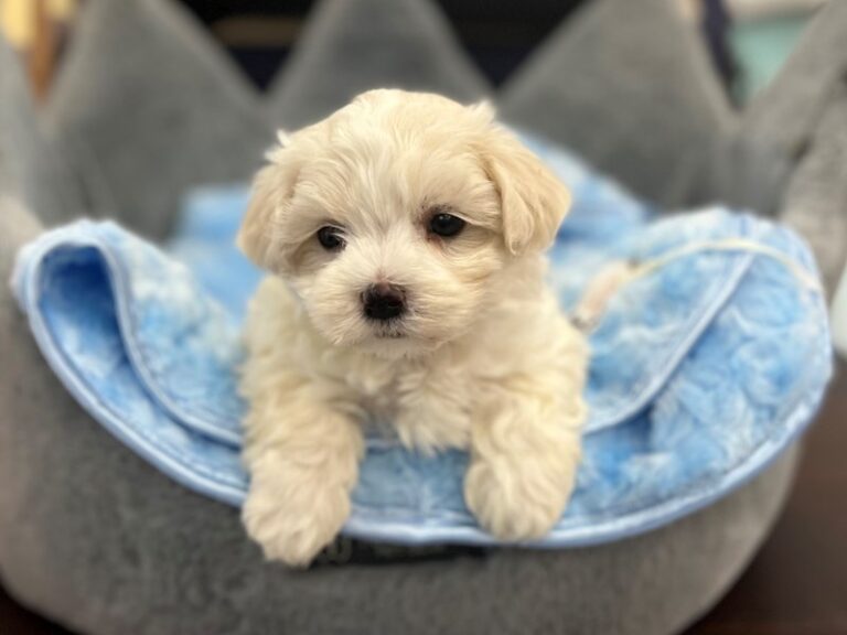 Prince - Maltese