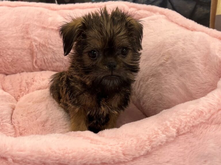 Brussels Griffon - Brussels Griffon