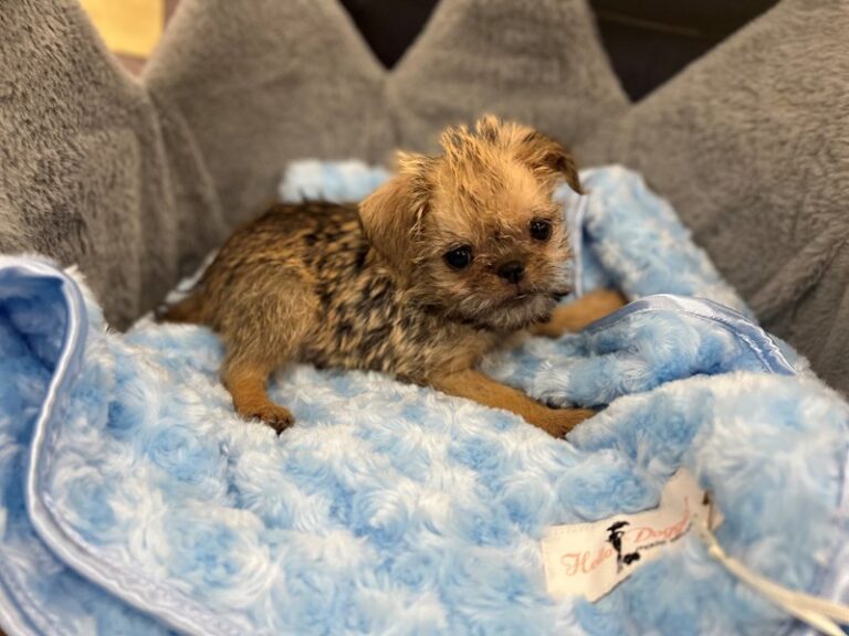 Chewy - Brussels Griffon