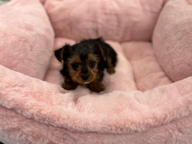 Peach - Yorkshire Terrier