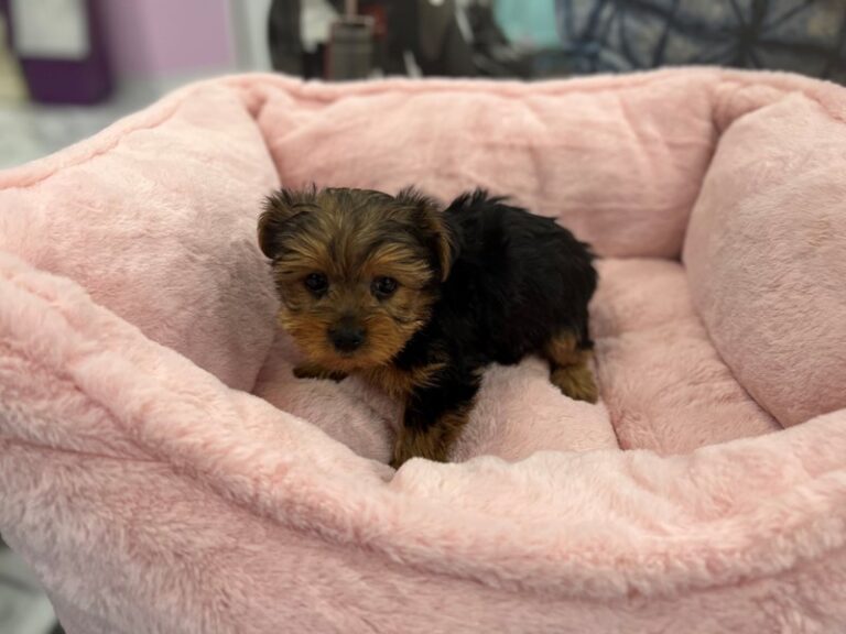 Rosalina - Yorkshire Terrier