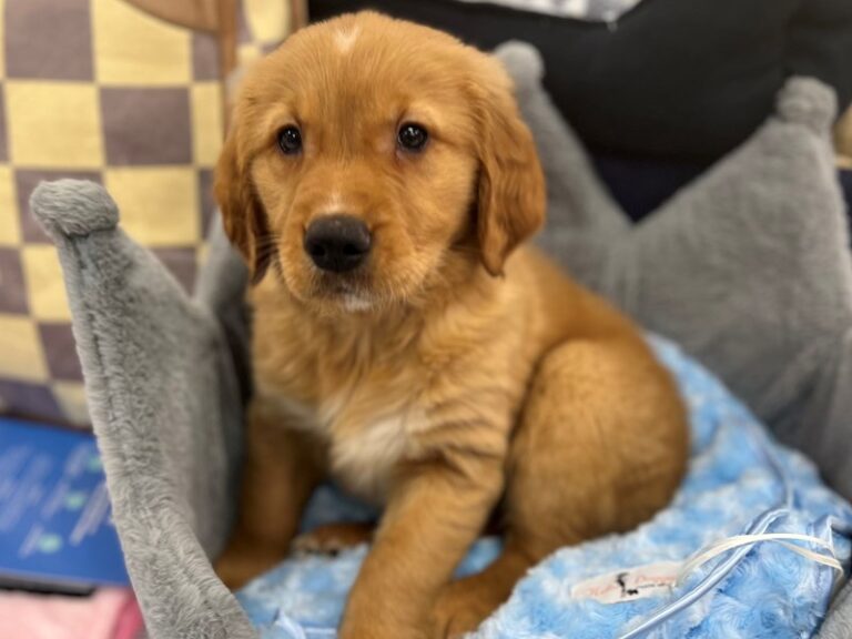 Goose - Golden Retriever