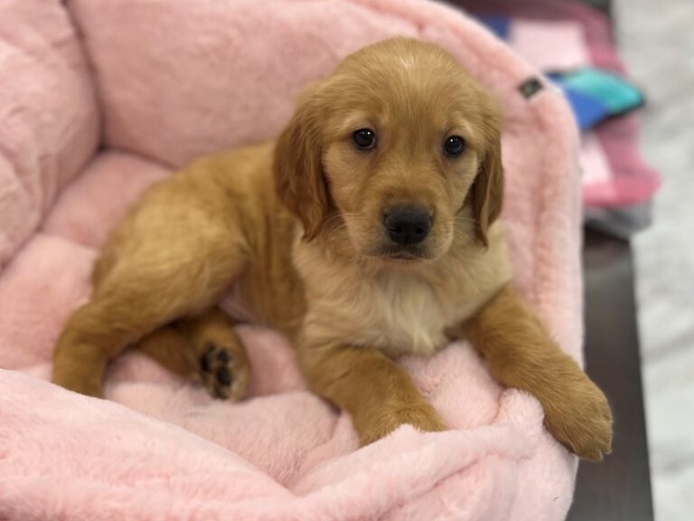 Annie - Golden Retriever