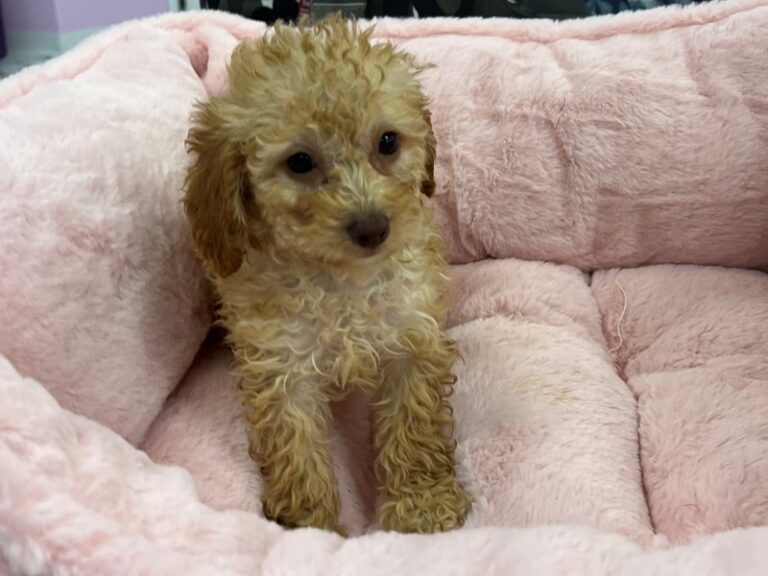 Margo - Poodle Mini