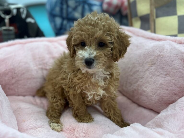 Clara - Poodle Mini