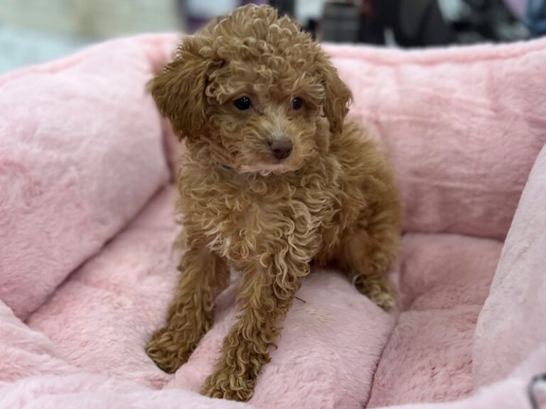 Frida - Poodle Mini