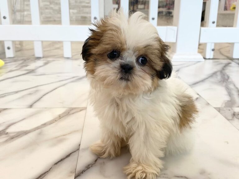 Penny - Shih Tzu