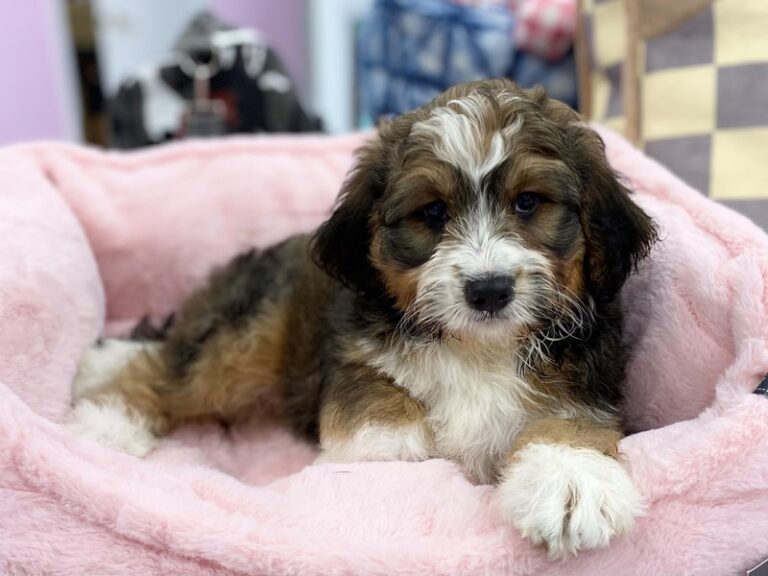 Duchess - Bernedoodle