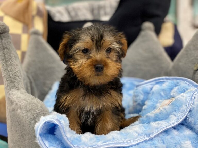 Wags - Yorkshire Terrier
