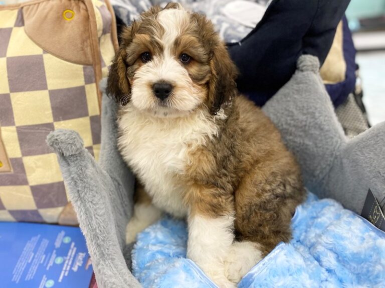 Comet - Bernedoodle