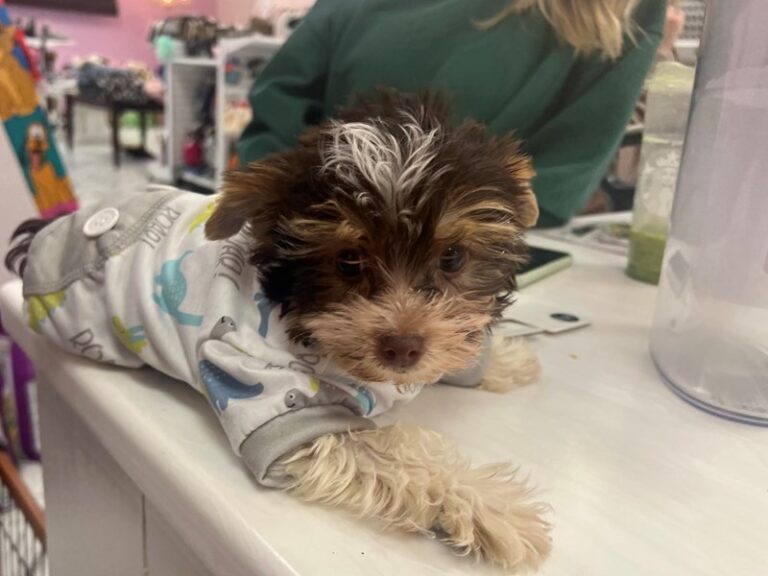 Fredrick - Biewer Yorkshire Terrier
