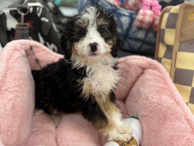 Lily - Bernedoodle Mini