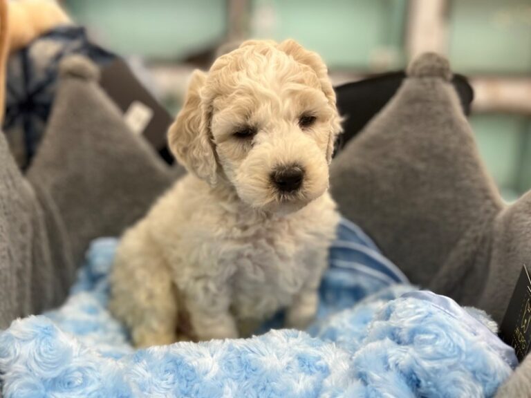 Hunter - Goldendoodle Mini