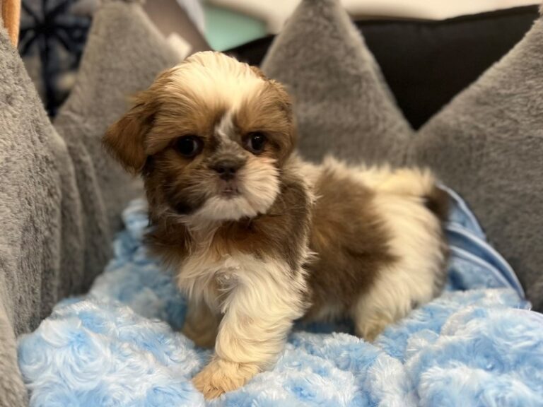 Luca - Shih Tzu