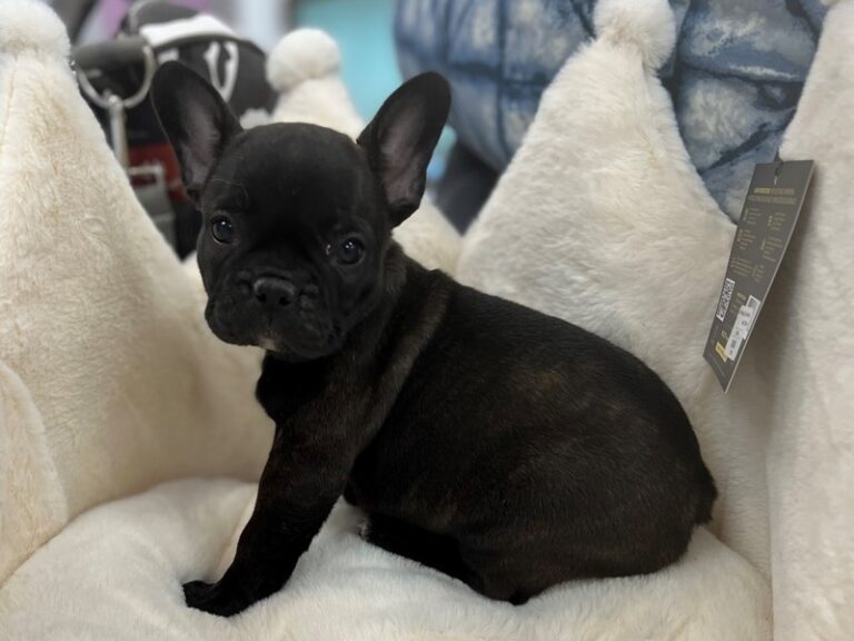 Claire - French Bulldog
