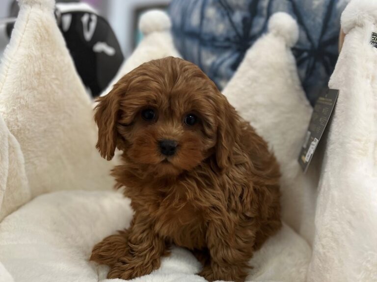 Aubrey - Cavapoo