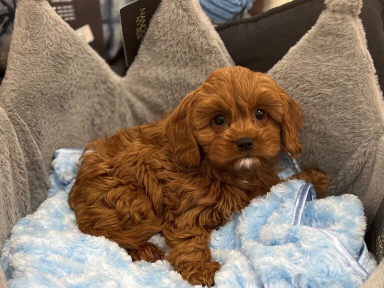 Butch - Cavapoo