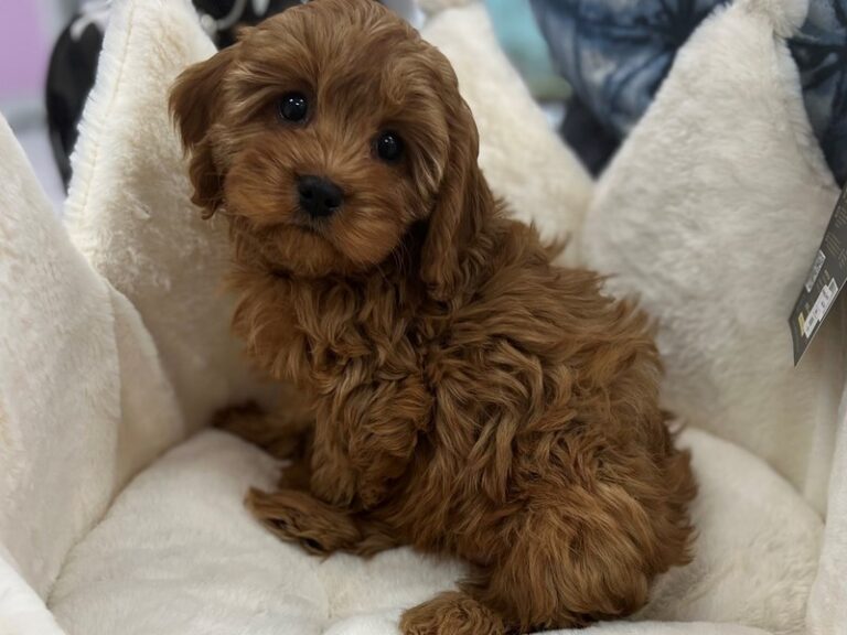 Rita - Cavapoo