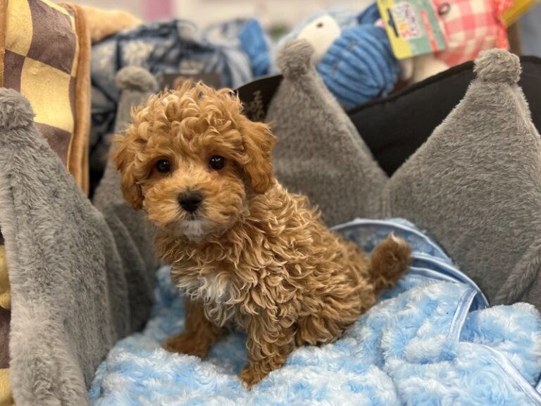 Oakley - Bichapoo