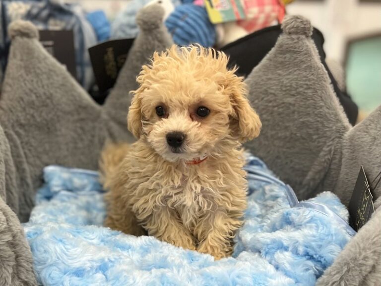 Ryan - Maltipoo
