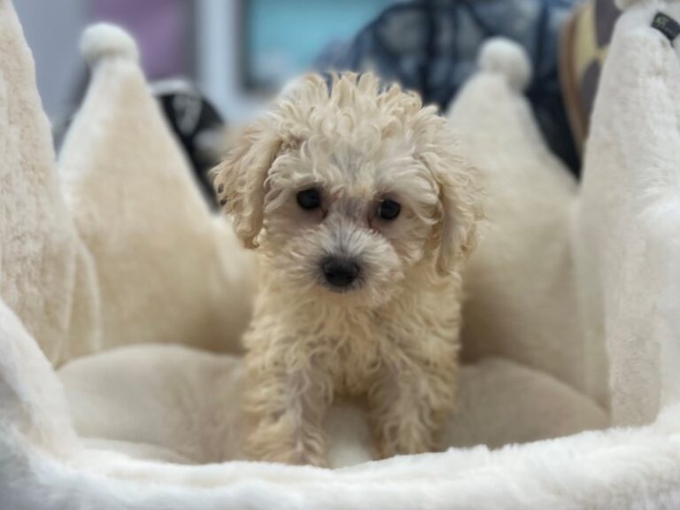 Georgette - Maltipoo