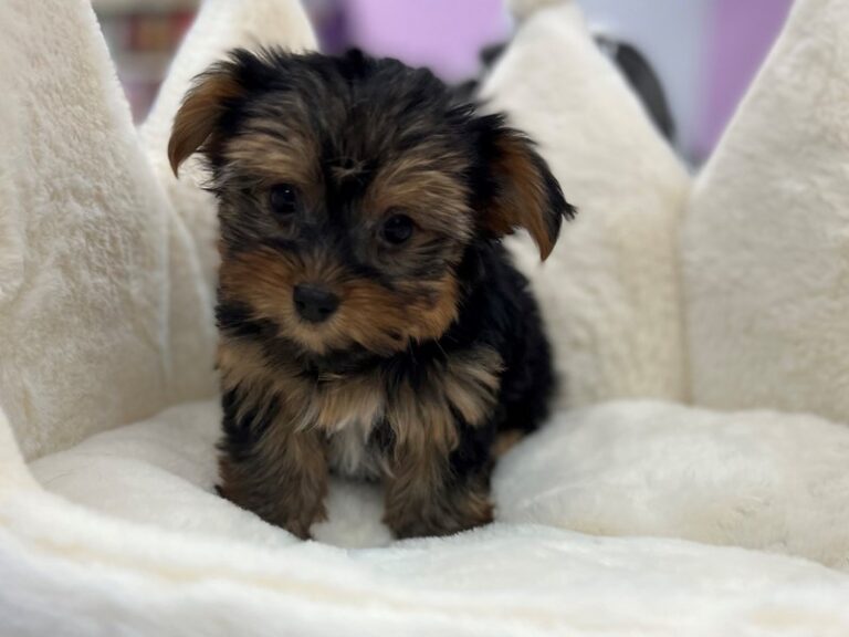 Elsa - Yorkshire Terrier