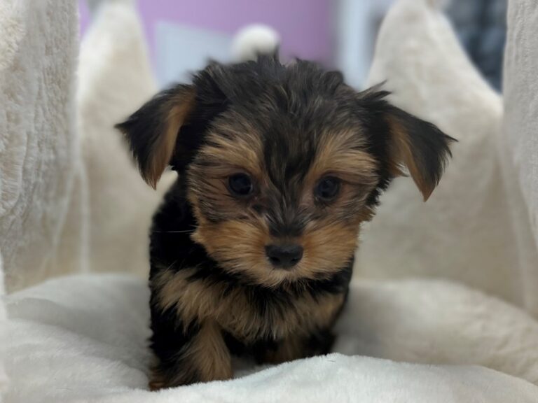 Lydia - Yorkshire Terrier
