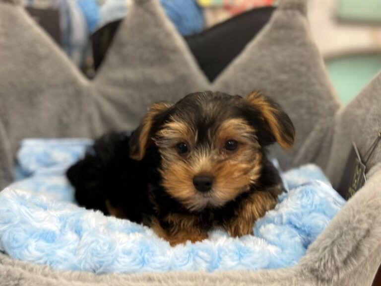 Miles - Yorkshire Terrier