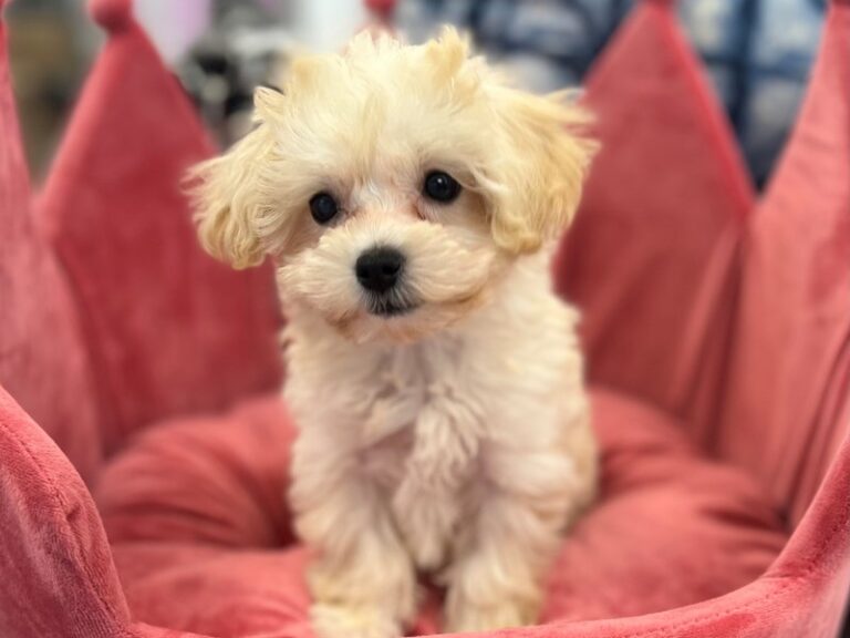 Dinah - Maltipoo