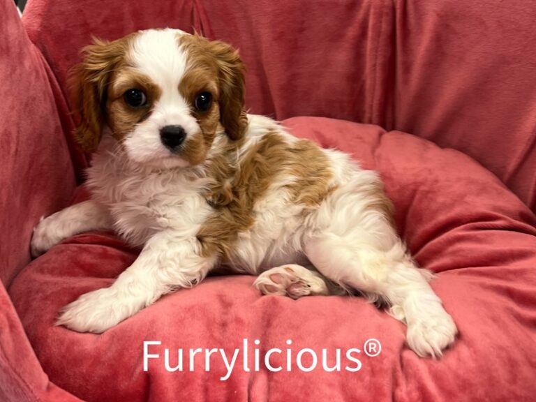 Bunny - Cavalier King Charles Spaniel