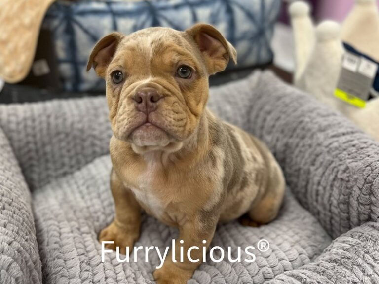 Rosco Jr - English Bulldog