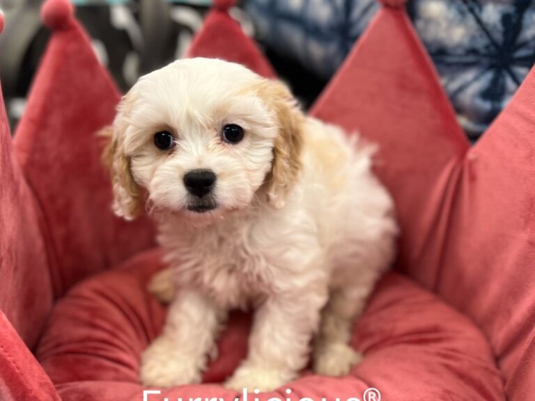 Molly - Cavachon