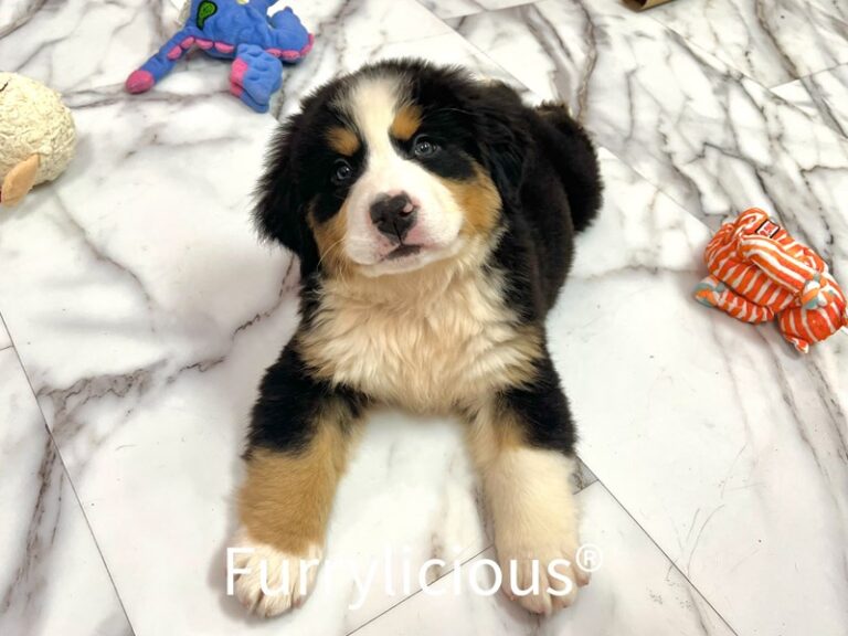 Bernese Mountain Dog - Bernese Mountain Dog