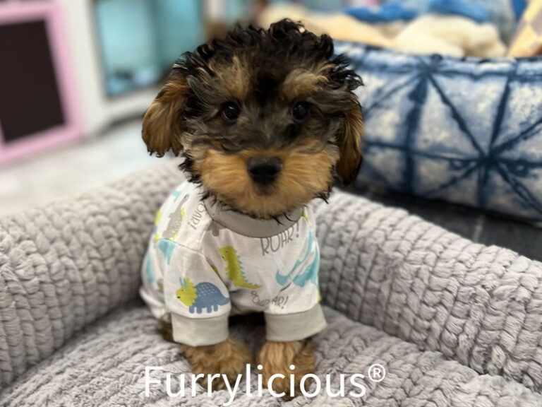 Winston - Yorkipoo