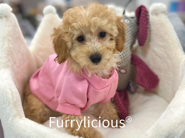 Sunny - Poodle Mini