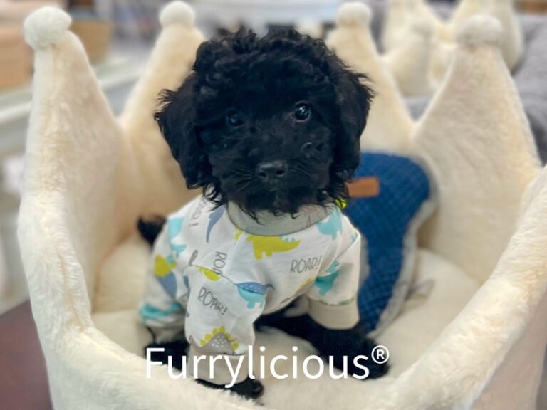 Lucky - Poodle Mini