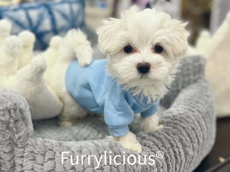 Percy - Maltese