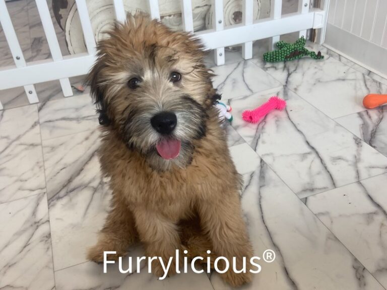 Macy - Soft Coated Wheaten Terrier