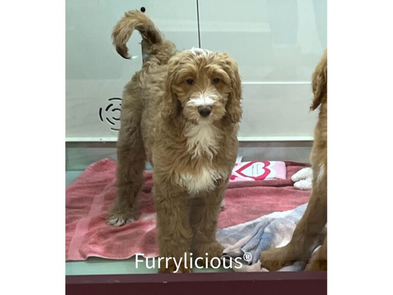 Kara - Goldendoodle 2nd Gen