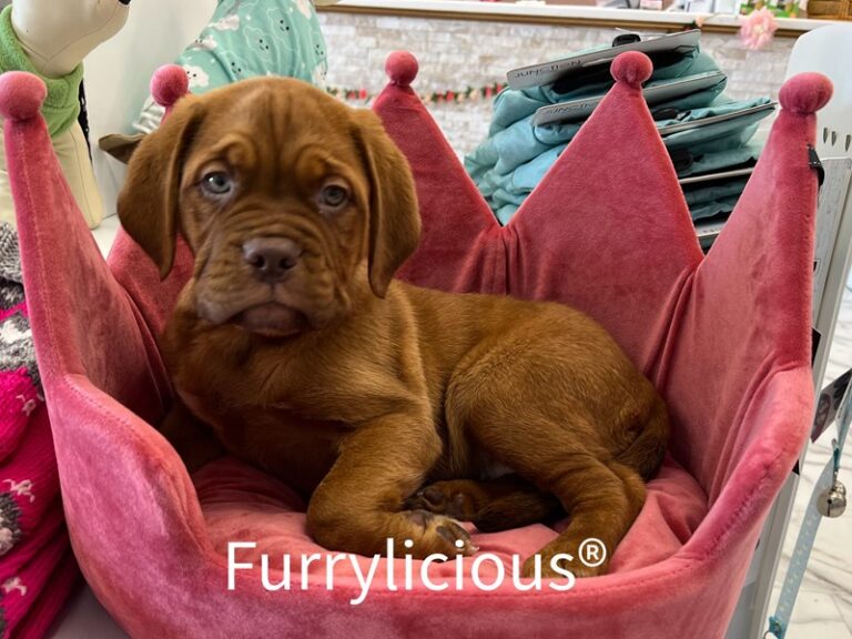 Ruby - Dogue De Bordeaux