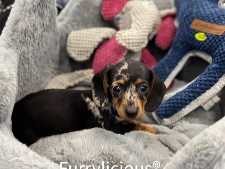 Tilly - Dachshund
