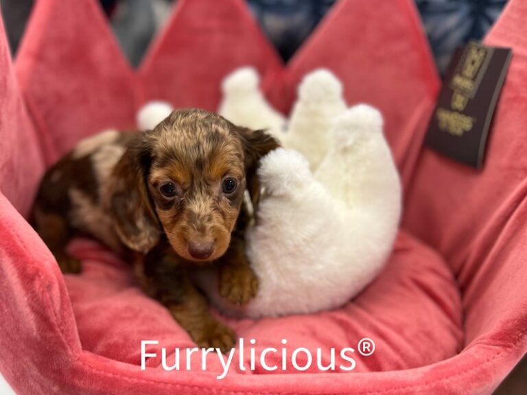 Dachshund - Dachshund